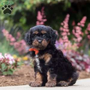 Chase, Cavapoo Puppy